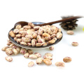 vente en gros China Light Speckled Haricots (LSKB) haricots Pinto prix pour les haricots de sucre